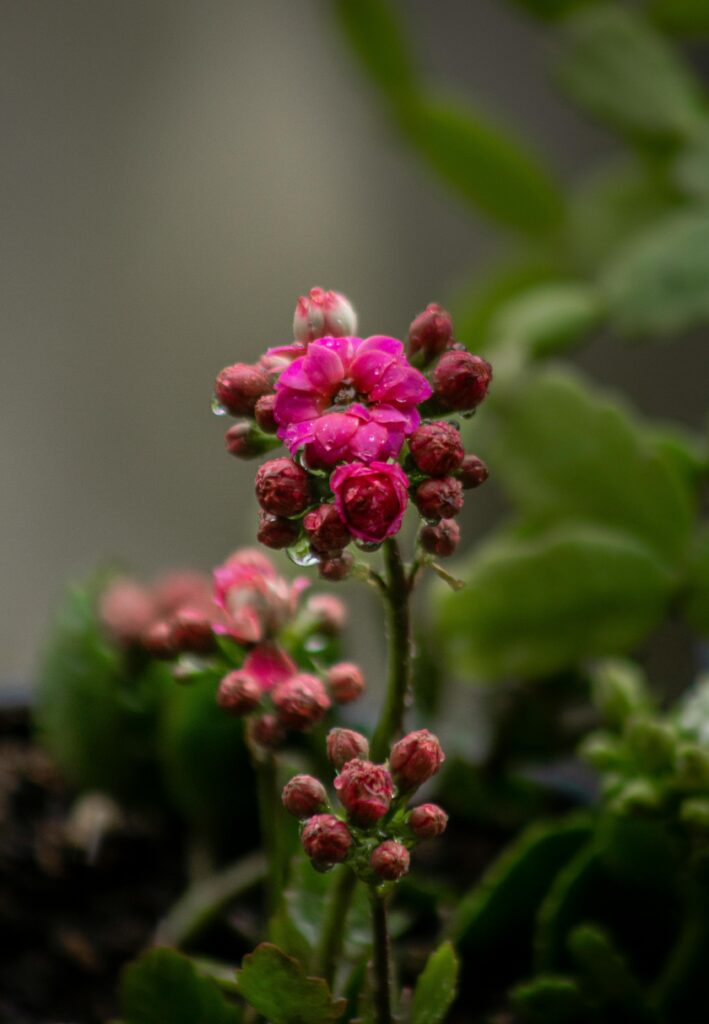 Pink flower